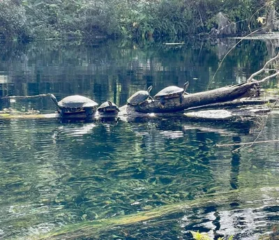 Silver Springs - Photo 4