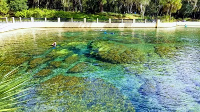 Salt Springs - Photo 4