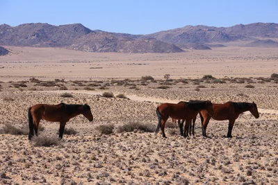 Karas Region - Photo 5