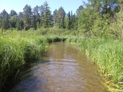 Lake Itasca - Photo 4