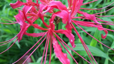 Shiroi - Photo 2
