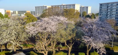 Shiroi - Photo 3