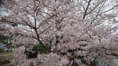 Kishima-gun - Photo 2