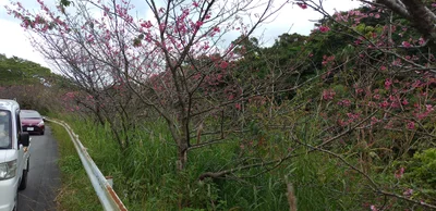 Yaeyama-gun - Photo 3