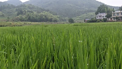 Pingjiang County - Photo 2