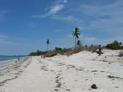 Kwale - Photo 2