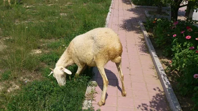 Youyu County - Photo 4