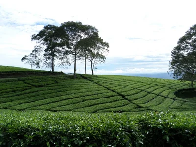 South Sumatra - Photo 5