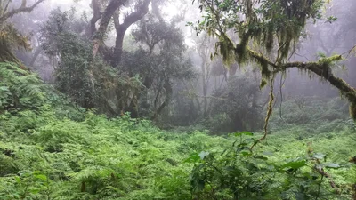Magoebaskloof - Photo 2
