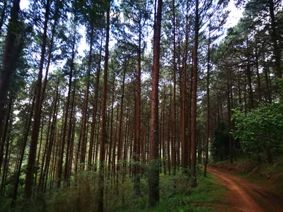 Magoebaskloof - Photo 3