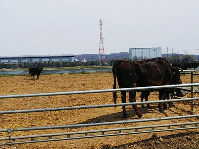 Honjo - Photo 2