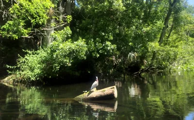 Wekiva Springs - Photo 3