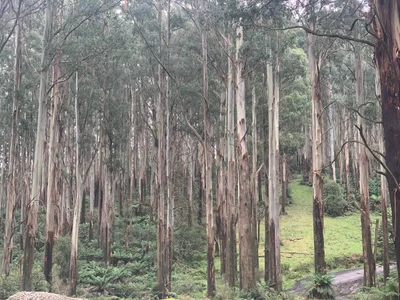 Murrindindi - Photo 2