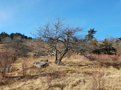 Mouth of Wilson - Photo 2