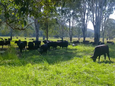 Glenreagh - Photo 2