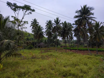 Dabguli - Photo 2