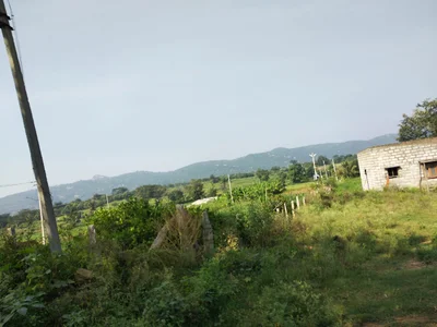 Dabguli - Photo 4