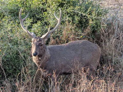 Sariska - Photo 3