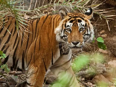 Sariska - Photo 5
