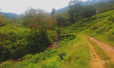 Gomara - Photo 3