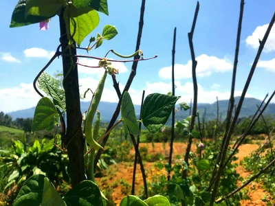Gomara - Photo 5