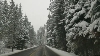 White Pass - Photo 5